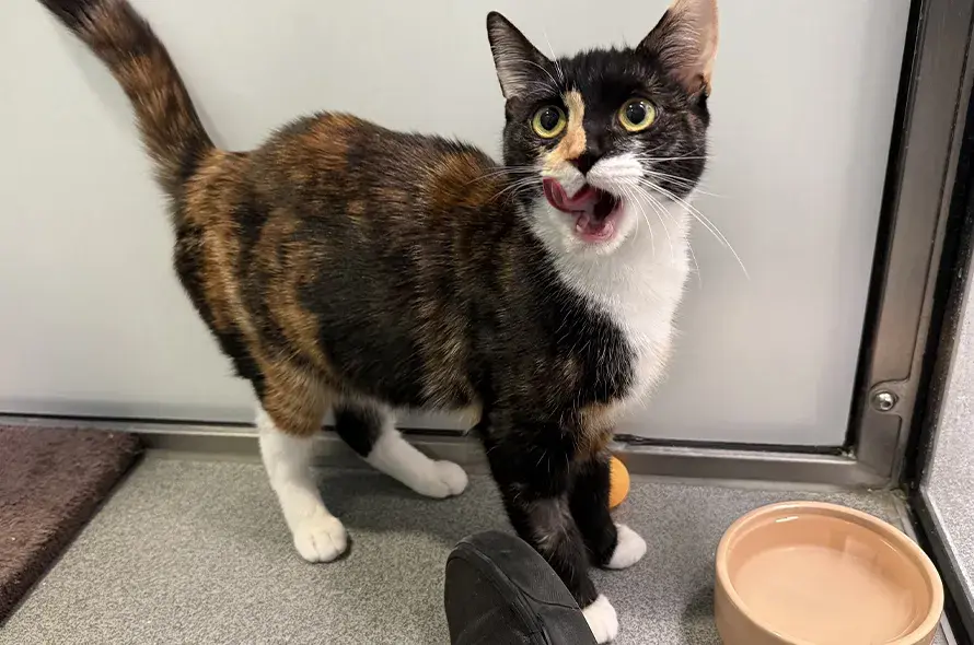 Fontaine with her tongue out and heavily pregnant