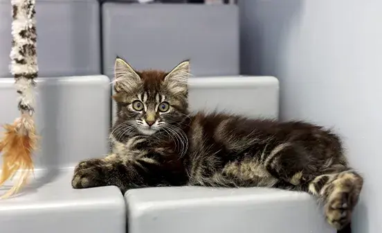 Kitten laying on steps