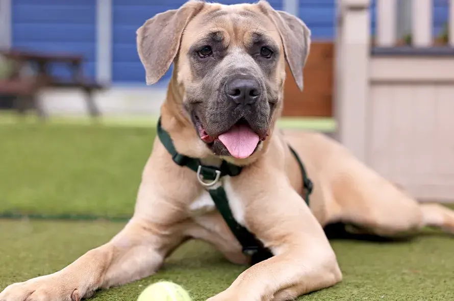 A dog looking at the camera on green grass, with a bright yellow tennis ball nearby.