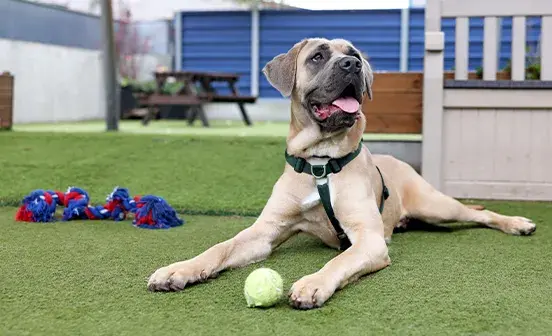 A dog resting on green grass, with a bright yellow tennis ball nearby