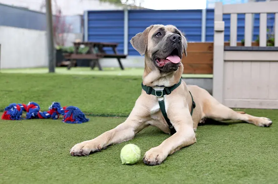 A dog resting on green grass, with a bright yellow tennis ball nearby.