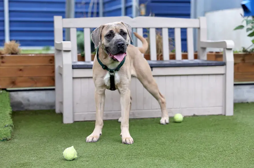 A dog standing next to a bench on green grass, with a bright yellow tennis ball nearby.