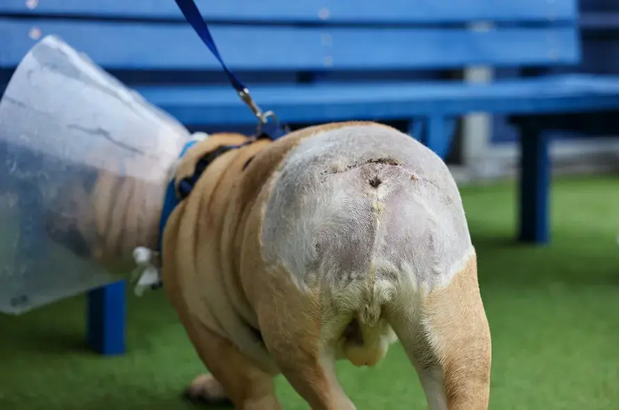 Backside of a Bulldog with the tail removed