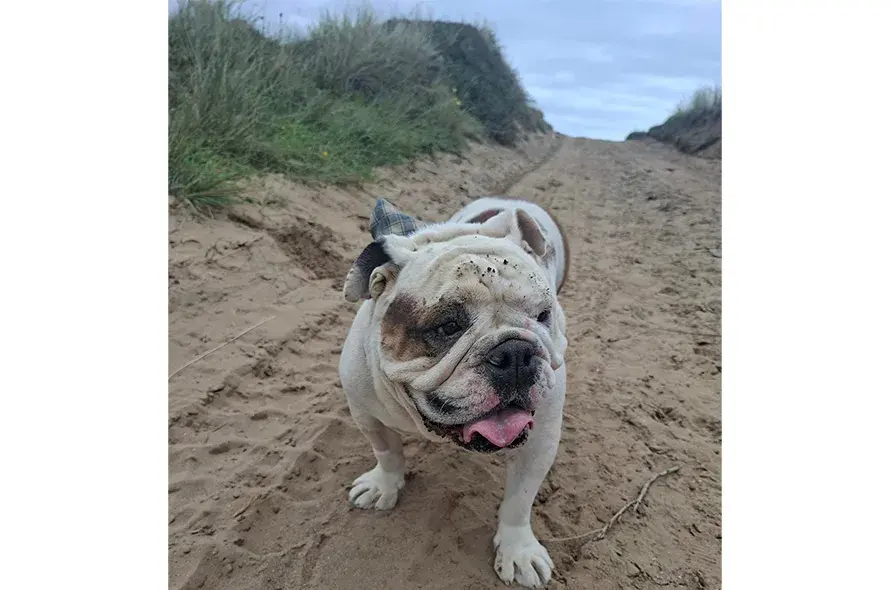 Bulldog at the beach
