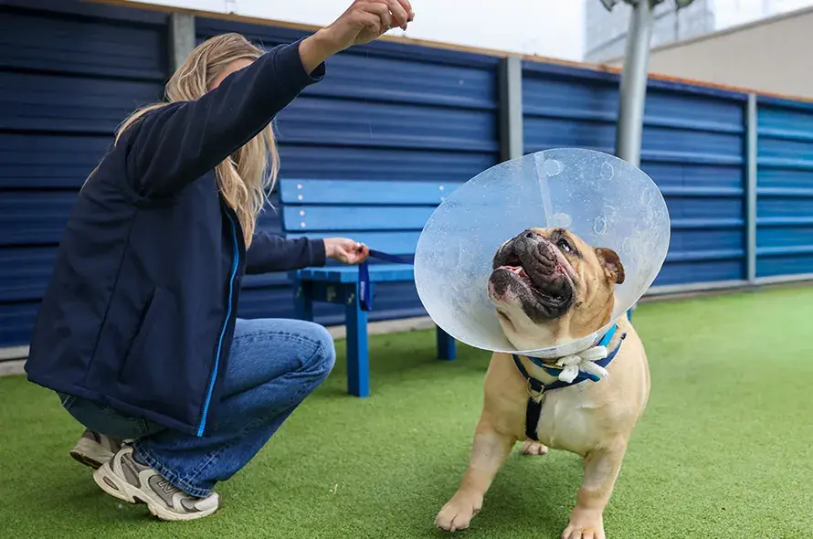 Bulldog looking up for treats
