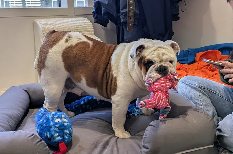 Bulldog playing with toys