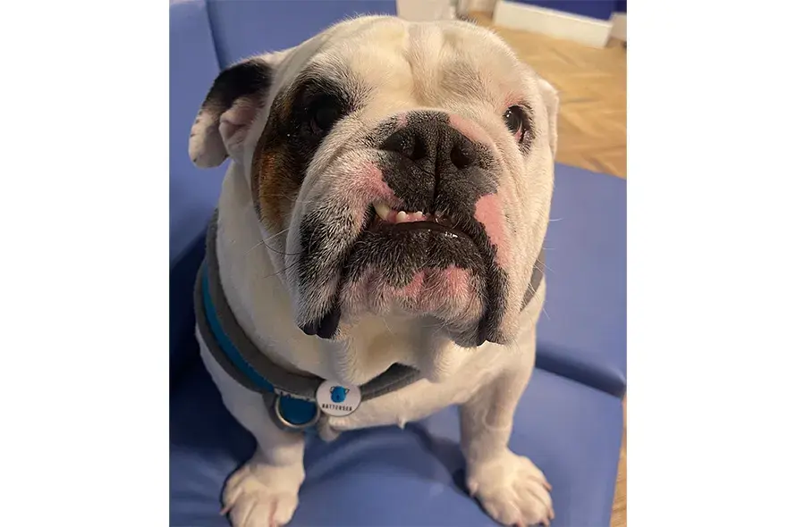 Bulldog sat on a blue chair