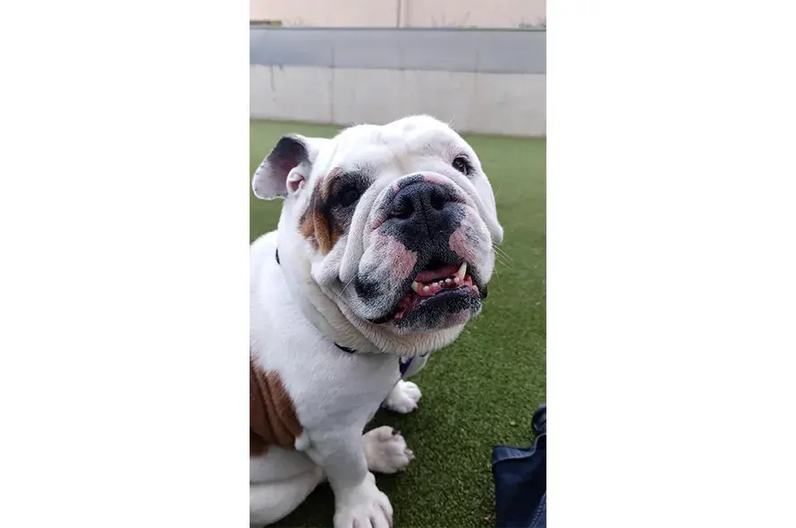 Bulldog sat smiling at the camera