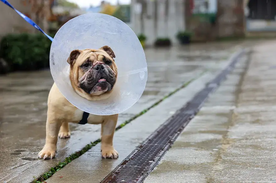 Bulldog standing with a medical cone on