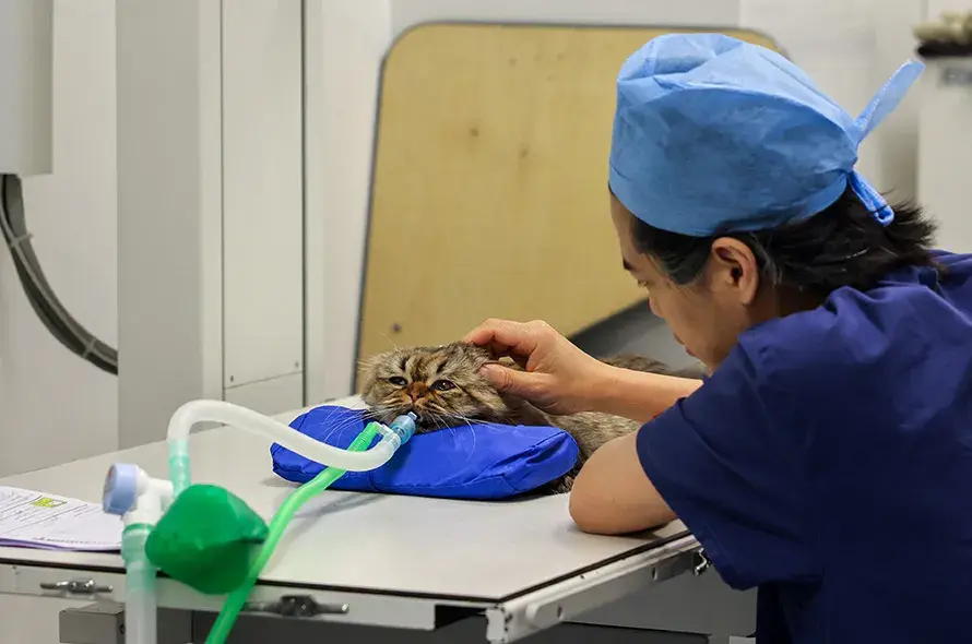 Cat having an operation