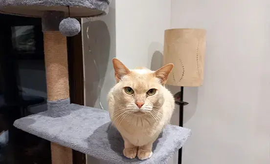 Cat perched on a scratching post