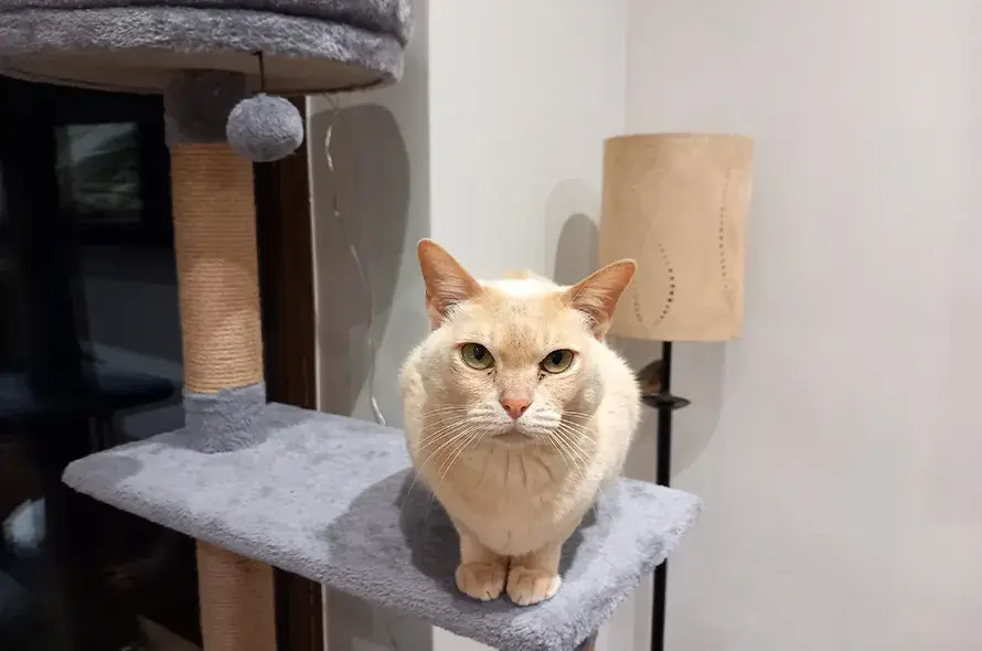 Cat perched on a scratching post