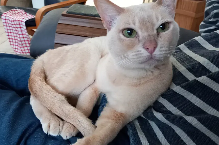 Cat sat in someones lap