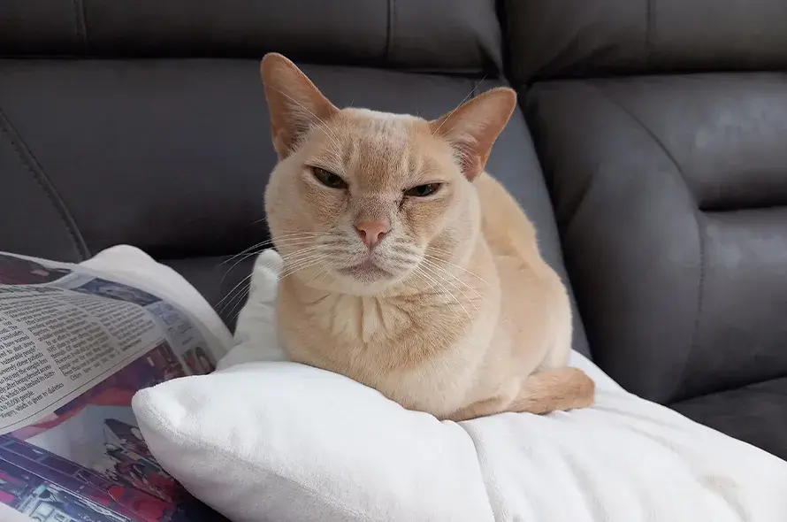 Cat sat on the sofa