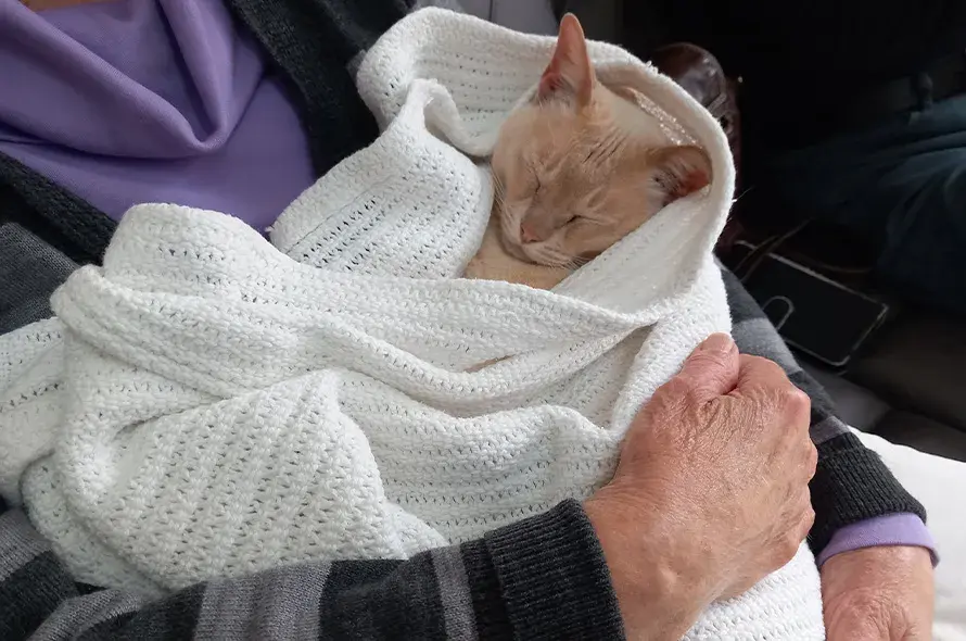 Cat snuggled up in a blanket