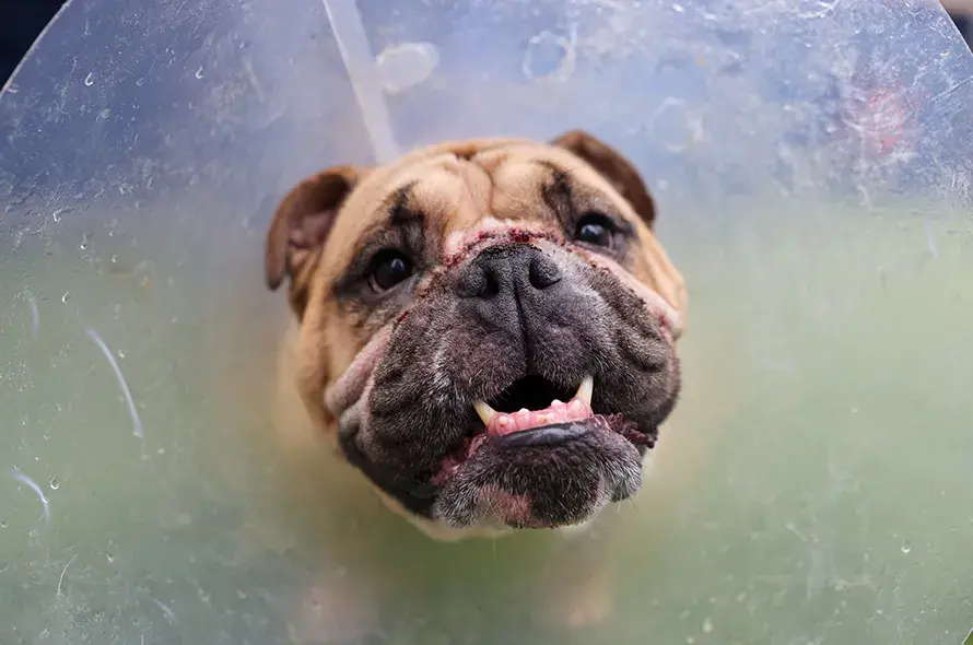 Close up shot of a Bulldog's face in a medical cone
