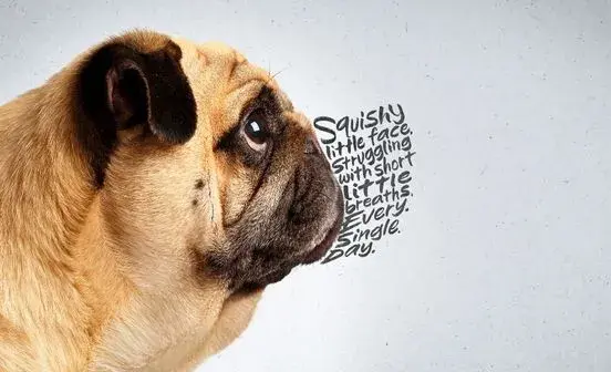 Flat‑faced dogs and cats: what you need to know 