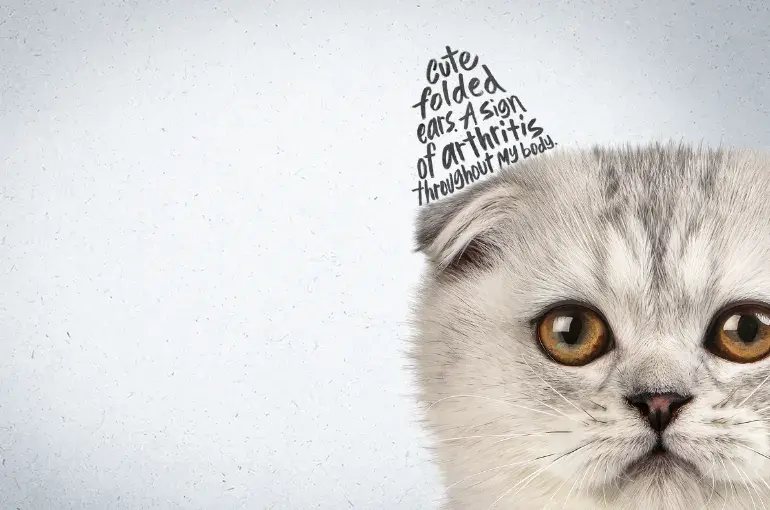 Scottish Folds: what you need to know