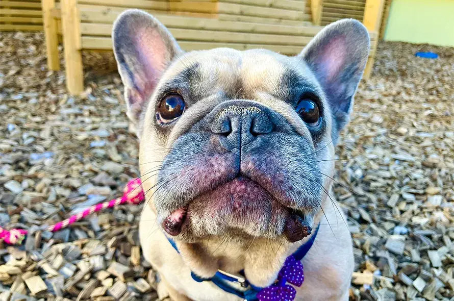 French Bulldog close up to the camera