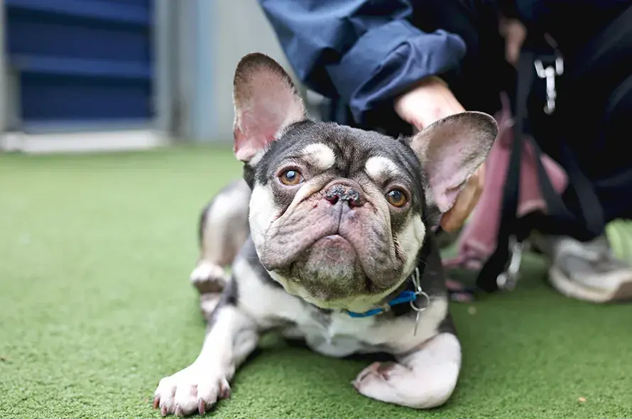 French Bulldog laying down
