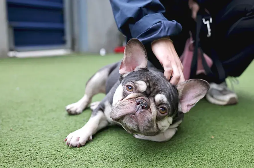 French Bulldog laying on their side