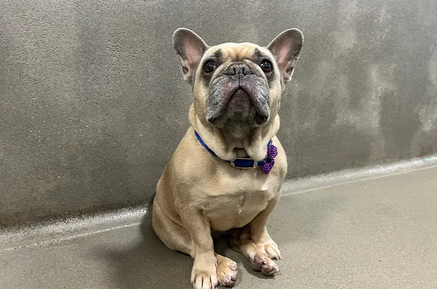 French Bulldog sat in kennels