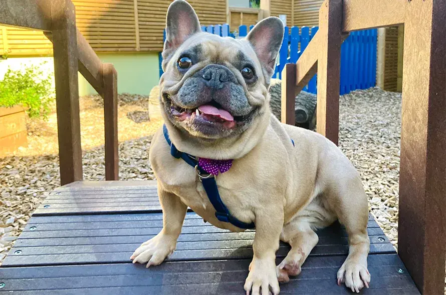 French Bulldog sat on a bridge