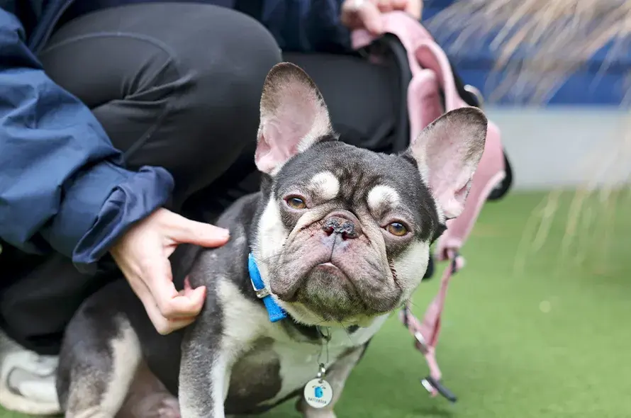 French Bulldog sat up