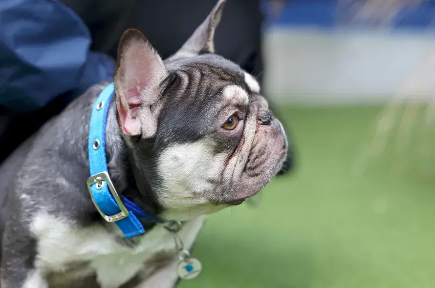 French Bulldog side profile