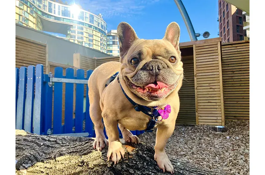 French Bulldog standing on a log
