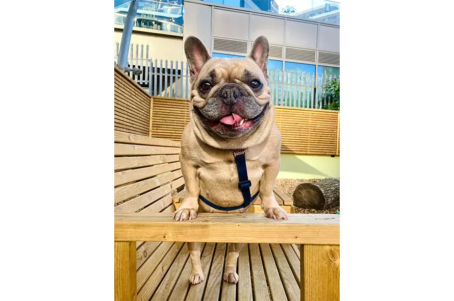 French Bulldog with paws up on the arm rest of a bench