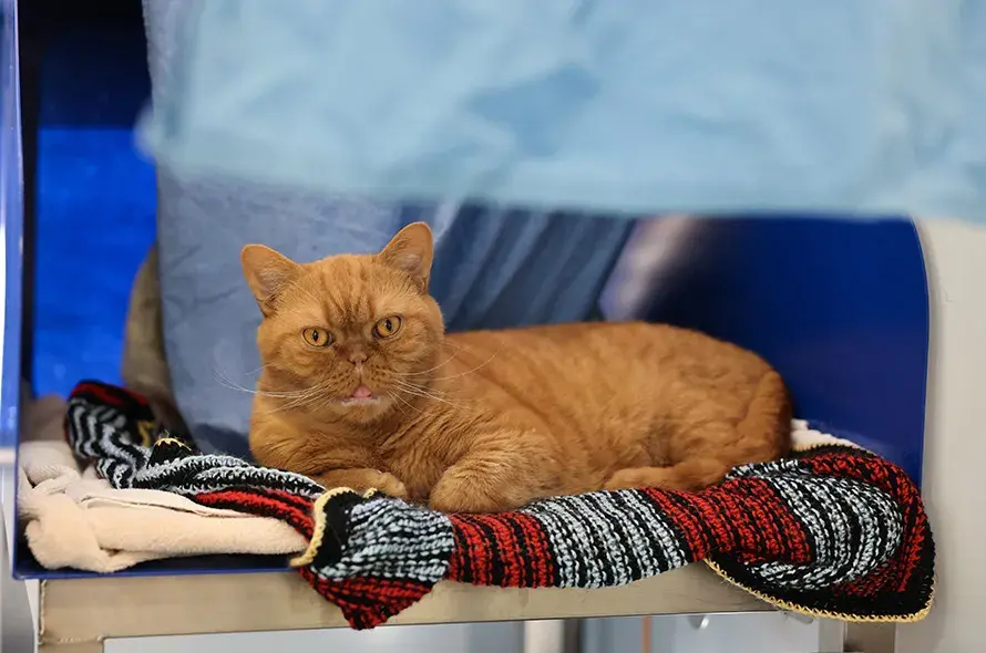 Ginger cat laying down