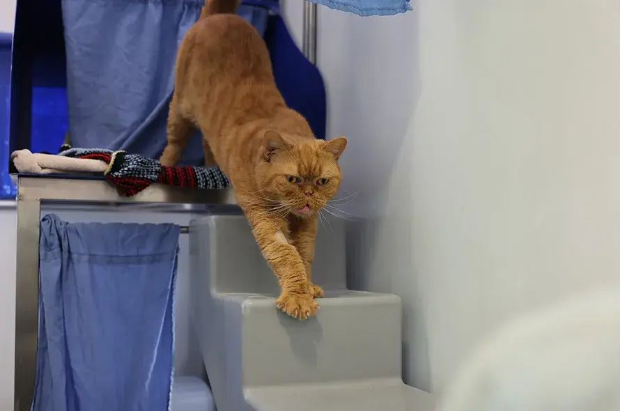 Ginger cat stretching down the stairs
