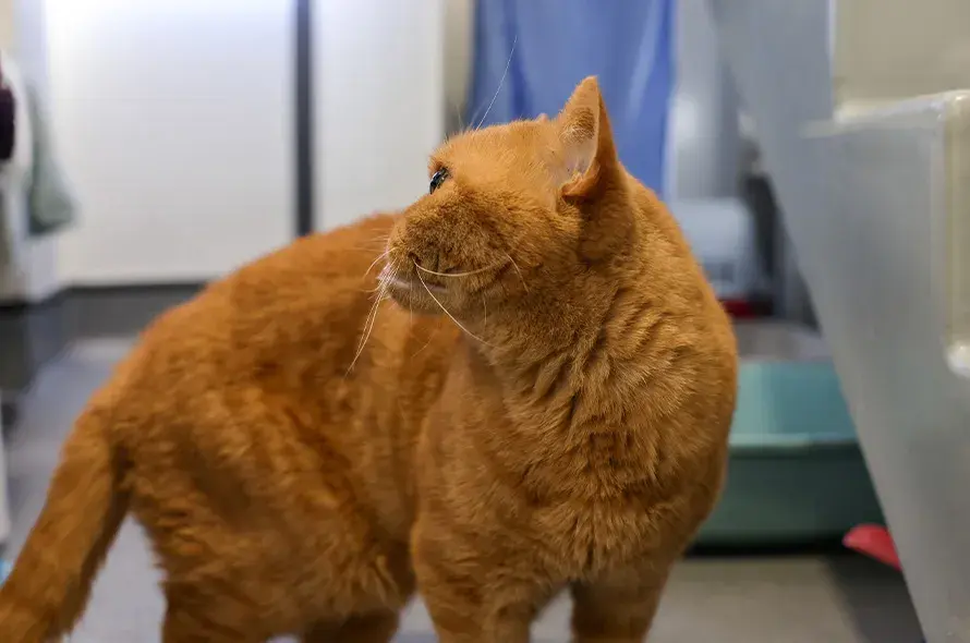 Ginger cat with overbred flat faced