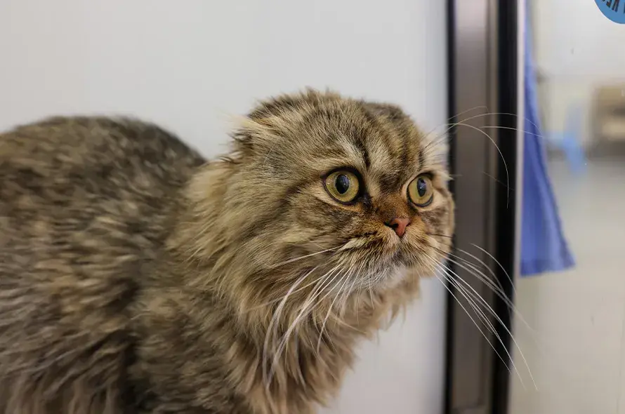 Scottish fold cat looking out from their pen