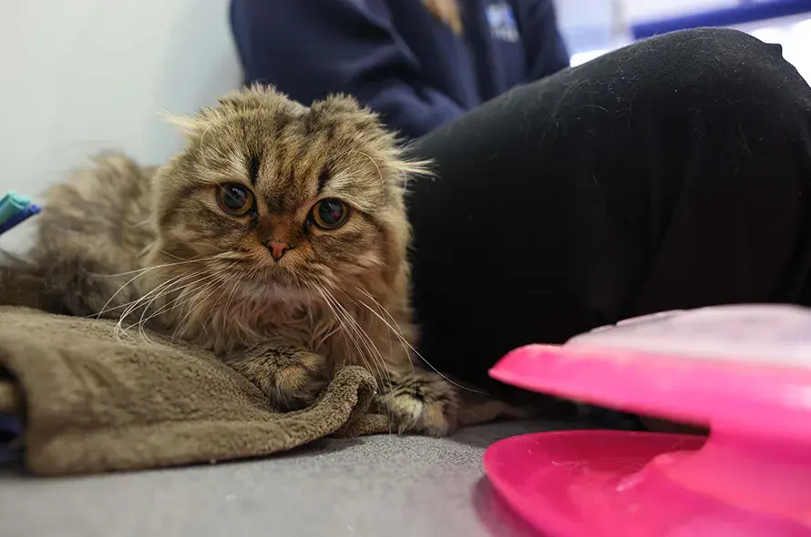 Scottish fold laying down