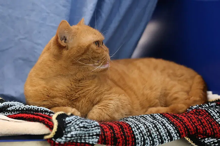 Side profile of flat faced cat