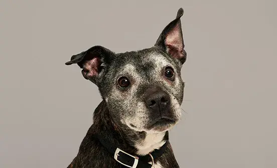 Battersea dog, Kai looking directly to camera
