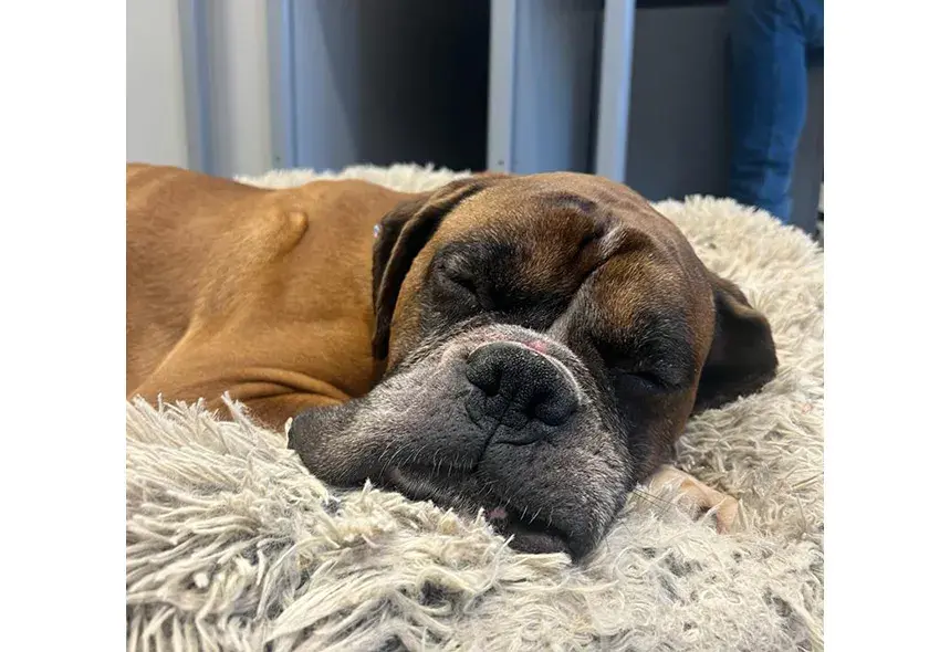 Boxer asleep in the bed