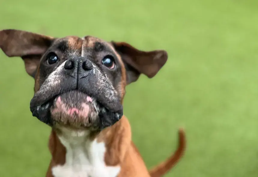 Boxer dog jumping with a goofy face