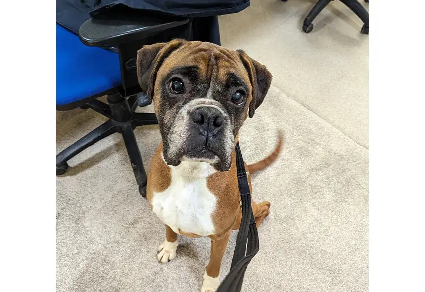 Boxer dog sat in the office