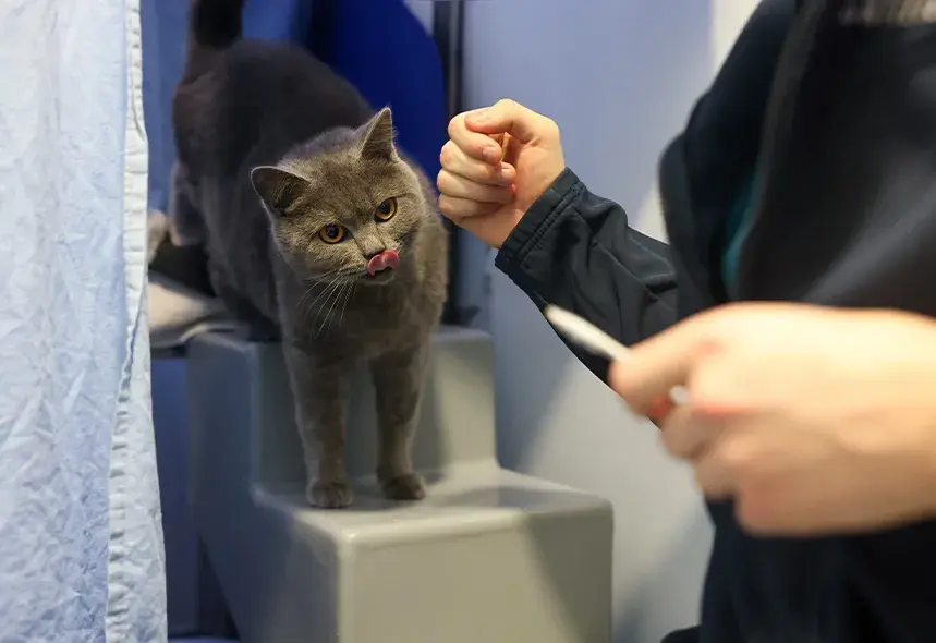 Grey cat coming down the stairs licking her lips