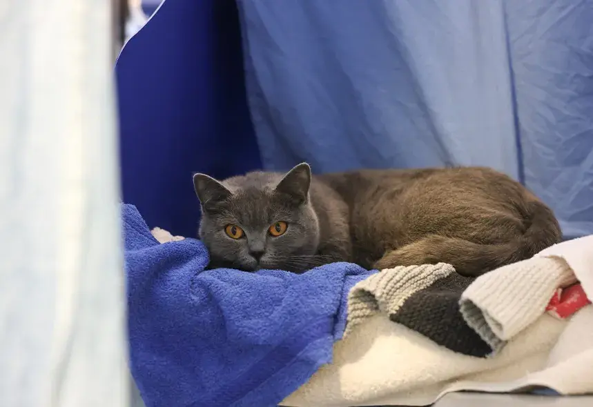 Grey cat laying down looking sleepy