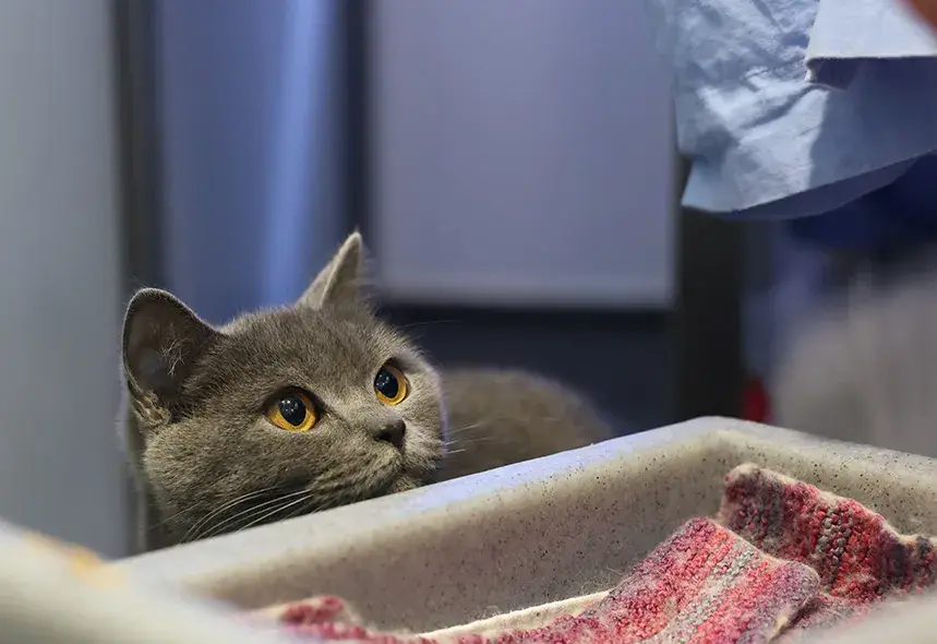 Grey cat peaking out over a step