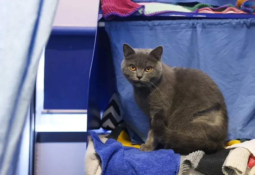 Grey cat sat sheepishly in her pen