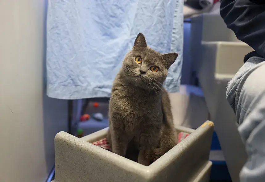 Grey cat sat with head tilted