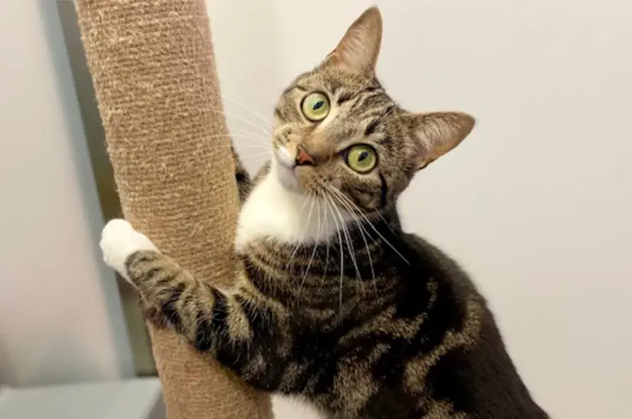 Mixed cat hugging pole