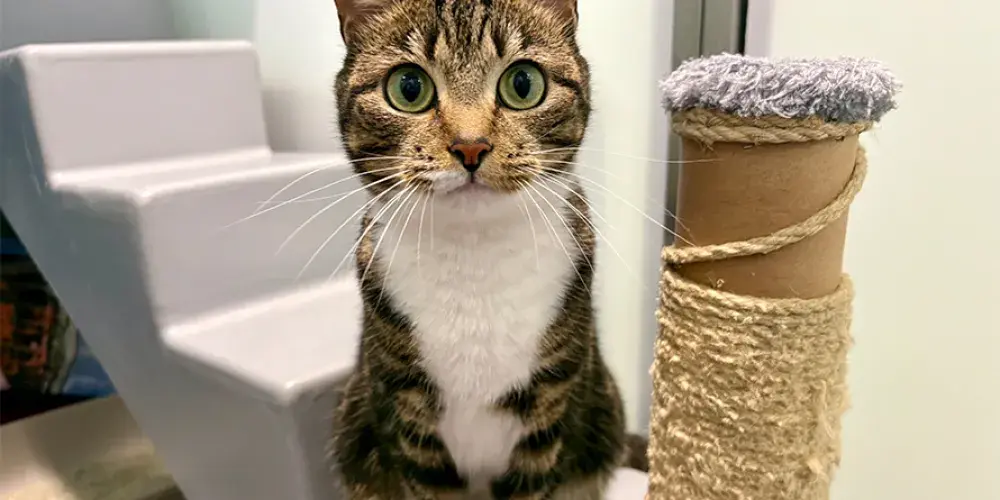 Mixed cat looking at the camera.