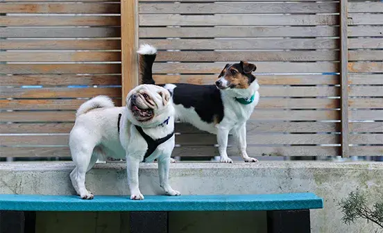 Two dogs looking at camera