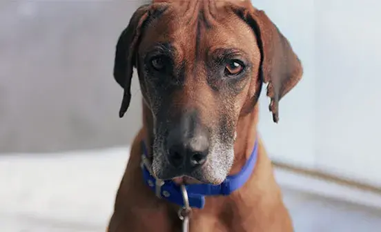 Dog looking sad at the camera